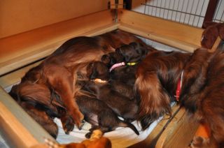 jamniki d�ugow�ose